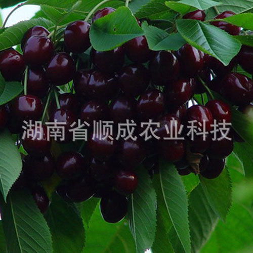 南方、進(jìn)口黑櫻桃
