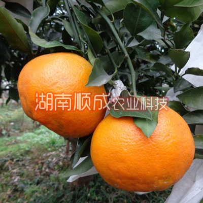 春見雜柑 又名春見、春見桔橙
